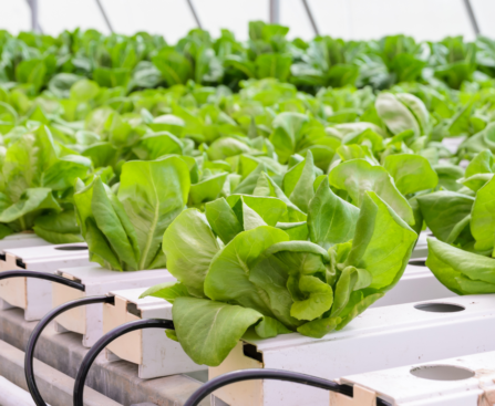 Hydroponics Garden
