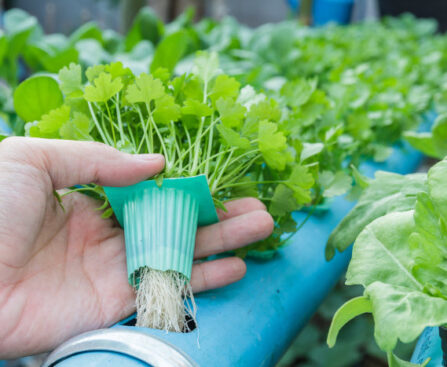 Hydroponics Garden